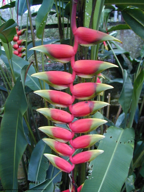 Malaiziška gėlė